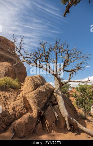 Un beau vieil arbre sec dans le parc national des Arches, États-Unis, Amérique du Nord Banque D'Images