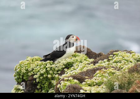 Macareux de l'Atlantique à leur lieu de reproduction Latrabjarg, Islande, Europe Banque D'Images