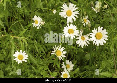 Prairie avec marguerites fleuries au soleil Banque D'Images