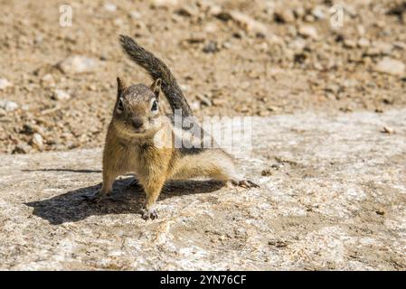 Un petit chipmunk posant Nosy dans le parc national des montagnes Rocheuses, USA, Amérique du Nord Banque D'Images