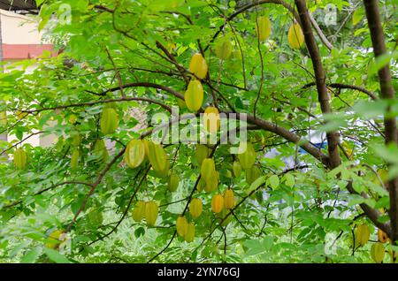 Fruits d'étoile frais sur arbre prêts à la récolte Banque D'Images