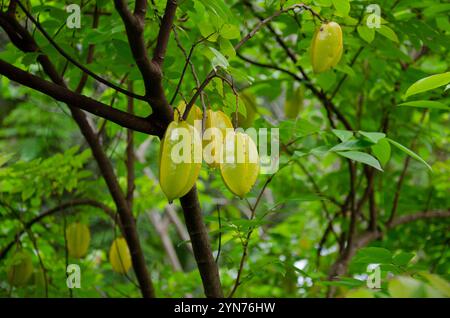 Fruits d'étoile frais sur arbre prêts à la récolte Banque D'Images