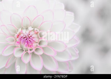 Une image en gros plan plein cadre de la tête fleurie et des pétales serrés d'une fleur de dahlia rose et blanc avec espace de copie Banque D'Images