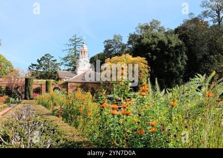 Tour de l'horloge vue depuis le jardin encastré avec feuillage d'automne / automne et fleurs fleuries à Filoli Historic House and Garden, Woodside, Californie. Banque D'Images