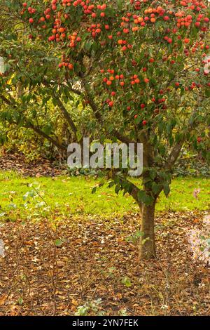 Brillant Cornus Kousa 'John Slocock' dans ses couleurs d'automne avec 'fruit'. Légitime, séduisant, fiable, authentique, d'humeur sombre, nouveau, sain, soulful Banque D'Images