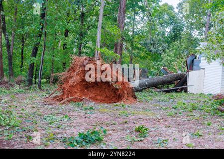 Grand arbre se trouve déraciné dans la cour arrière, ses racines exposées tombées branches dispersées détruit hangar à la suite de l'événement récent de tempête. Banque D'Images