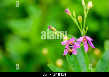 Une abeille asiatique collectant le nectar dans une fleur. Photographié dans la partie ouest de Singapour. Banque D'Images