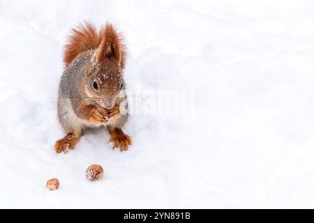 petit écureuil rouge se tient sur la neige dans le parc d'hiver et mange une noix. Banque D'Images