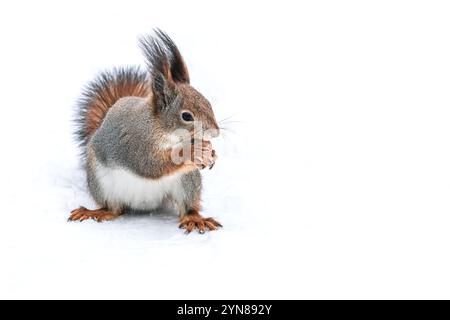 écureuil roux moelleux coûte sur la neige avec une noix dans la bouche. Banque D'Images