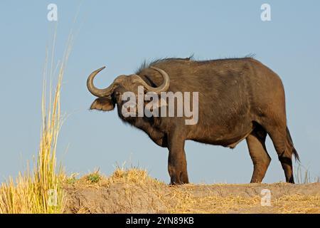 Un buffle africain (Syncerus caffer) se tenant dans un habitat naturel, parc national de Chobe, Botswana Banque D'Images