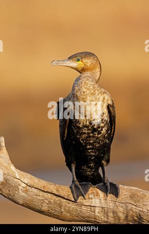 Un cormoran à poitrine blanche (Phalacrocorax lucidus) sur une branche, Parc National de Pilanesberg, Afrique du Sud Banque D'Images