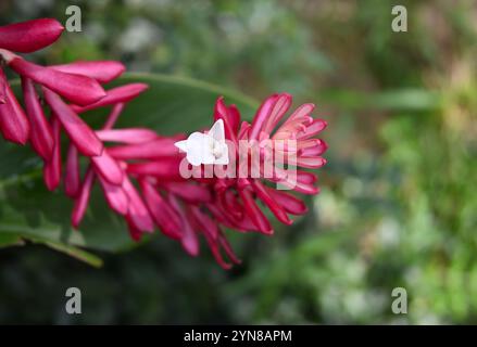 Vue de mise au point douce d'une petite fleur blanche réelle fleurit sur une inflorescence de fleur de gingembre rouge (Alpinia purpurata) Banque D'Images