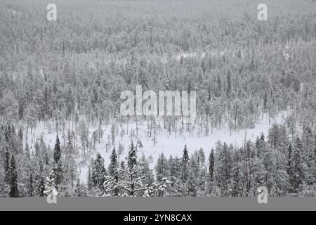 Jokkmokk, comté de Norrbotten, Suède. 6 avril 2021. Une forêt de pins est vue lors d'une chute de neige à Jokkmokk, en Laponie suédoise. La Suède représente environ 18 % de la superficie forestière totale de l'Union européenne. 70% du territoire suédois est couvert de forêts. (Crédit image : © Apolline Guillerot-Malick/SOPA images via ZUMA Press Wire) USAGE ÉDITORIAL SEULEMENT! Non destiné à UN USAGE commercial ! Banque D'Images