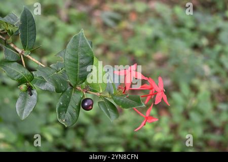 Vue d'un fruit mûr et de fleurs sur une brindille d'une plante de géranium de la Jungle (Ixora coccinea) Banque D'Images