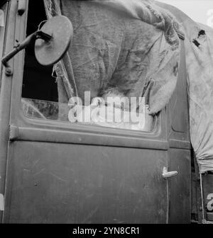 1939 , octobre, Merrill , Oregon , USA : bébé du Mississippi garé dans un camion au camp de la FSA ( Farm Security Administration ), pendant la période de la crise économique de la Grande dépression américaine . Photo par le grand artiste DOROTHEA LANGE ( 1895 - 1965 ), employé de l'Administration de la sécurité agricole des États-Unis ou Office of War information unités photographiques domestiques, comme un travail du gouvernement fédéral des États-Unis . - STATI UNITI AMERICA - PORTRAIT - RITRATTO - BAMBINO - BAMBINI - BABY - INFANZIA - ENFANCE - ENFANT - ENFANTS - EMIGRANTE - MIGRANTE - NOVECENTO - XXE SIÈCLE - ANNÉES 900 - ' Banque D'Images