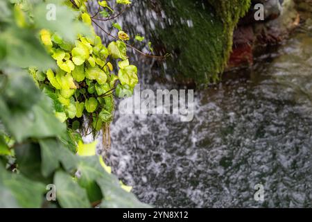 Verdure luxuriante et cascade coulante dans un cadre naturel Banque D'Images