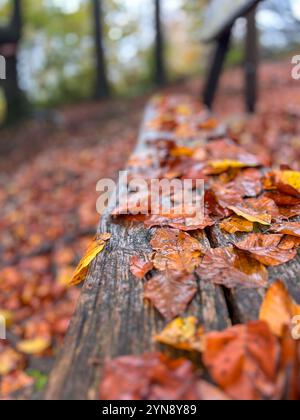 Feuilles d'automne sur un banc en bois dans une forêt Banque D'Images