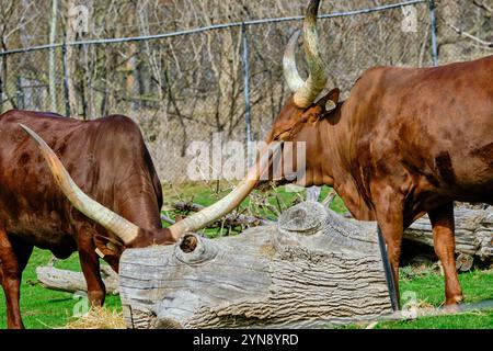 Deux bovins Ankole-Watusi pâturant avec des cornes frappantes dans un cadre naturel Banque D'Images