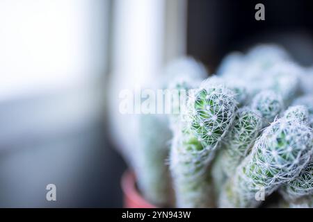 Voici une vue rapprochée détaillée d'un tas de petites plantes de cactus vibrantes, mettant en valeur leurs textures et formes uniques Banque D'Images