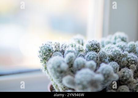 Voici une vue rapprochée détaillée d'un tas de petites plantes de cactus vibrantes, mettant en valeur leurs textures et formes uniques Banque D'Images