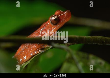 La grenouille arbre de Pierre, Nyctixalus pictus, également connue sous le nom de grenouille cannelle un amphibien coloré de Malaisie, d'Indonésie et de Brunei à Bornéo. Banque D'Images