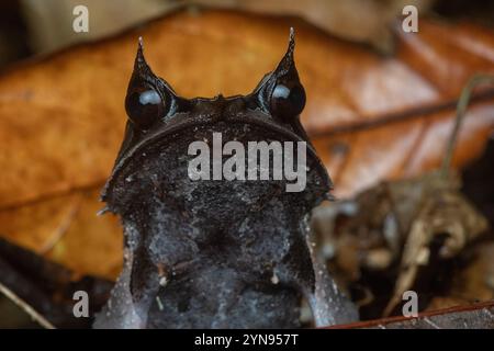 Grenouille à cornes à long nez (Pelobatrachus nasutus anciennement Megophrys nasuta) sur le sol forestier dans le parc national Gunung Mulu, Malaisie, Bornéo. Banque D'Images