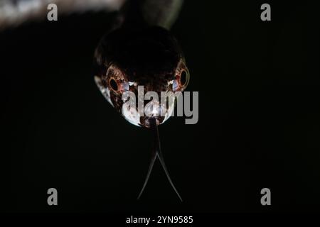 Le serpent de Blunthead (Aplopeltura boa) est un reptile arboricole inoffensif originaire de Malaisie, d'Indonésie, de Brunei et de Thaïlande. Banque D'Images