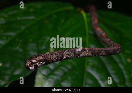 Le serpent de Blunthead (Aplopeltura boa) est un reptile arboricole inoffensif originaire de Malaisie, d'Indonésie, de Brunei et de Thaïlande. Banque D'Images