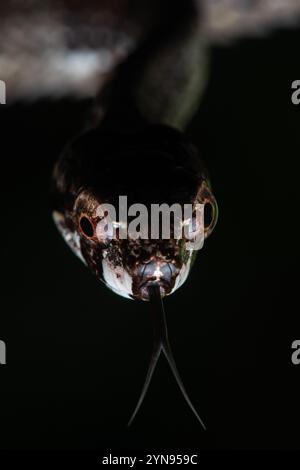 Le serpent de Blunthead (Aplopeltura boa) est un reptile arboricole inoffensif originaire de Malaisie, d'Indonésie, de Brunei et de Thaïlande. Banque D'Images