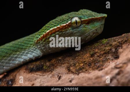 La vipère de la fosse verte à quille de Bornéo (Tropidolaemus subannulatus) est un piton arboricole de Bornéo, où elle vit en Malaisie, au Brunei et en Indonésie. Banque D'Images