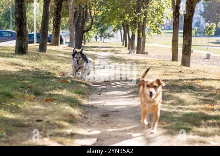 Deux chiens ludiques courent énergiquement le long d'un chemin de terre sinueux dans un magnifique parc rempli d'arbres et d'herbe verte luxuriante Banque D'Images