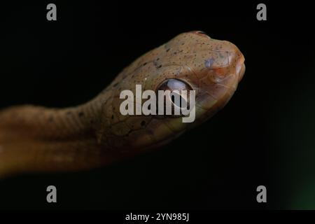 Serpent de chat à tête noire ((Boiga nigriceps) dans la forêt malaisienne la nuit à Bornéo. Banque D'Images