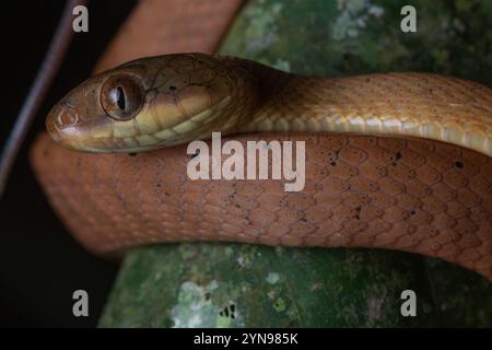 Serpent de chat à tête noire ((Boiga nigriceps) dans la forêt malaisienne la nuit à Bornéo. Banque D'Images