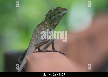 Bronchocela cristatella, le lézard à crête verte perché sur la promenade du parc national Gunung Mulu à Sarawak, Malaisie, Bornéo. Banque D'Images