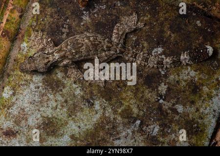 Le gecko volant d'un Kuhl (Gekko kuhli) de Bornéo malaisien en Asie du Sud-est. Banque D'Images