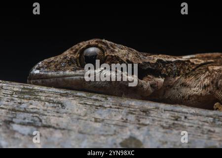 Le gecko volant d'un Kuhl (Gekko kuhli) de Bornéo malaisien en Asie du Sud-est. Banque D'Images