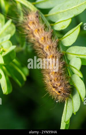 chenille poilue sur des feuilles vertes fraîches juteuses. chenille à fourrure sur fond flou doux. Banque D'Images