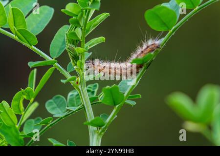 chenille poilue sur des feuilles vertes fraîches juteuses. chenille à fourrure sur fond flou doux. Banque D'Images