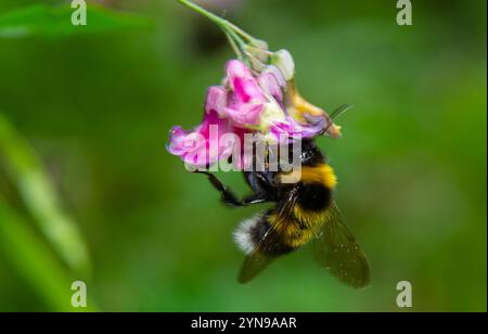 Bourdon assis sur une fleur de chardon, gros plan. Vue de face. Espèce Bombus. Banque D'Images