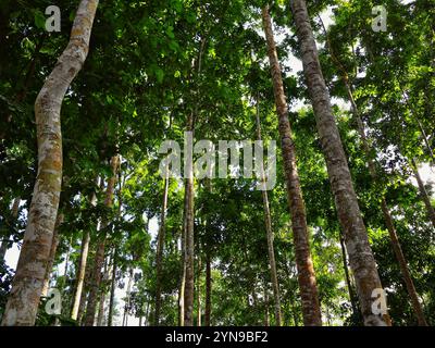 Vue de dessous de grands vieux arbres dans la forêt d'arbres à feuilles persistantes, meranti à bornéo Banque D'Images