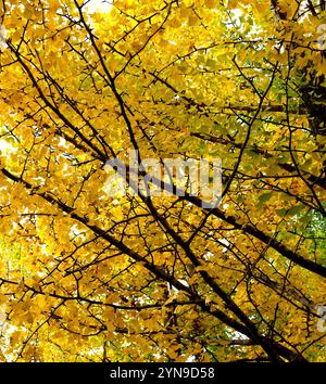 vue en angle bas du feuillage d'automne de gingko biloba dans un parc public en automne avec des feuilles jaunes dorées au japon Banque D'Images