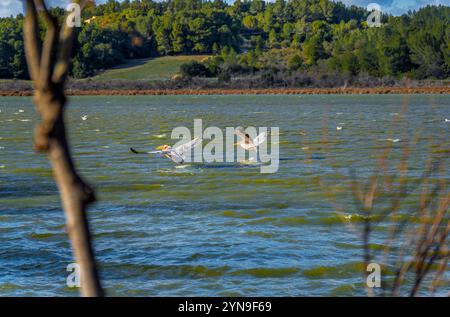 Deux pélicans volant ensemble près d'un lac, écumant l'eau avec leurs ailes, illuminés par la lumière du coucher du soleil avec des collines boisées en arrière-plan. Banque D'Images