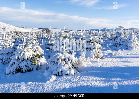 USAGE ÉDITORIAL UNIQUEMENT des sapins Nordmann et des épinettes de Norvège enneigés dans une ferme près d'Insch dans l'Aberdeenshire, en Écosse, prêts à être récoltés pour B&Q, comme le révèle une étude du détaillant mardi 26 novembre, jour où plus de 25 000 personnes devraient commencer à chercher des arbres de Noël en ligne. Date de publication : lundi 25 novembre 2024. Banque D'Images