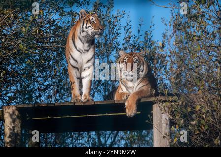 Une paire de tigres dans le sanctuaire animal Wildheart sur l'île de Wight. Novembre 2024. Banque D'Images