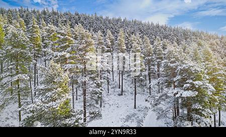 Pin sylvestre Pinus sylvestris bleu ciel d'hiver au-dessus d'une plantation d'arbres couverts de neige Banque D'Images