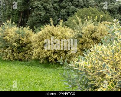 Haie Metrosideros excelsa variegata. Cultivar compact d'arbre de Noël de Nouvelle-Zélande. Globe jaune vert Pohutukawa forme des plantes. Arbustes taillés en fer Banque D'Images