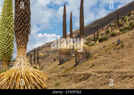 Plantes Puya raimondii très haut dans les Andes péruviennes, l'Amérique du Sud. Banque D'Images