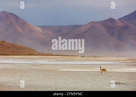 Vicunas sauvages sur les dunes de sable en Argentine, Amérique du Sud Banque D'Images