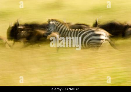 Le gnous et la migration du zèbre en mouvement, Parc national du Serengeti, Nord de la Tanzanie. (mouvement panoramique) Banque D'Images