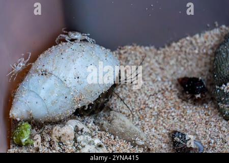 Explorer un habitat côtier avec des crabes et un crabe ermite sur le sable Banque D'Images